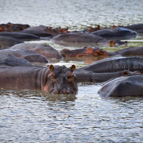 The watchful eye. Hippos, Tanzania.