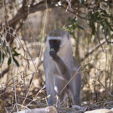 Vervet monkey, Tanzania.