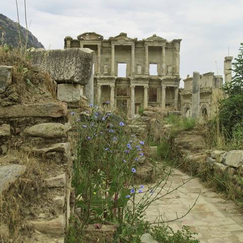 Cornflowers and Celsus Library, Ephesus